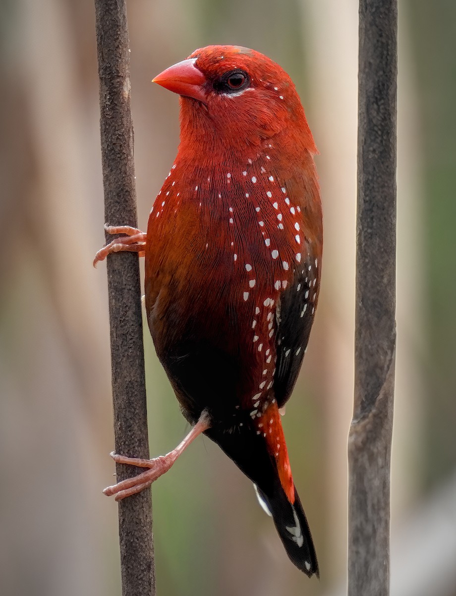 Bengali rouge - ML623036395