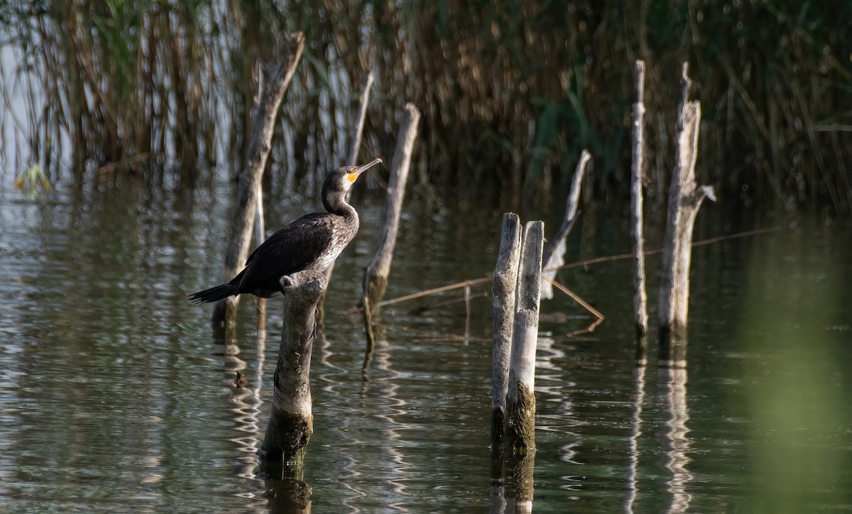 Grand Cormoran (sinensis/hanedae) - ML623036397