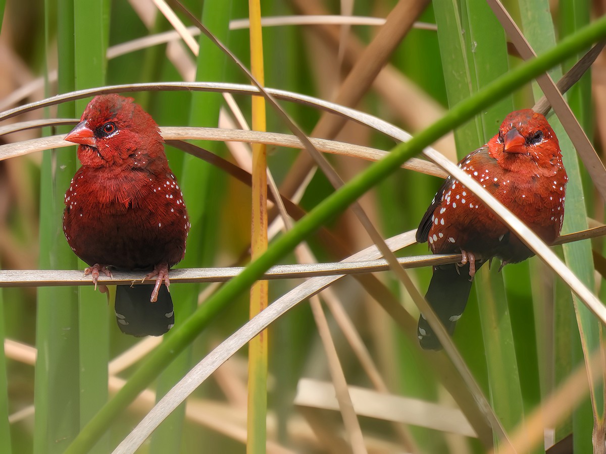 Red Avadavat - ML623036402