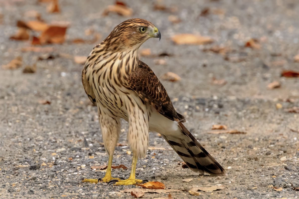 Cooper's Hawk - ML623036454