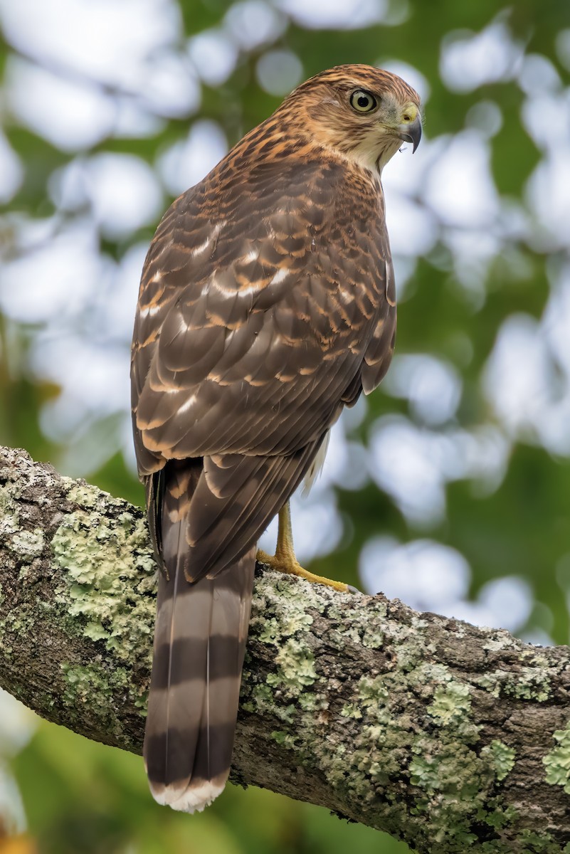 Cooper's Hawk - ML623036457