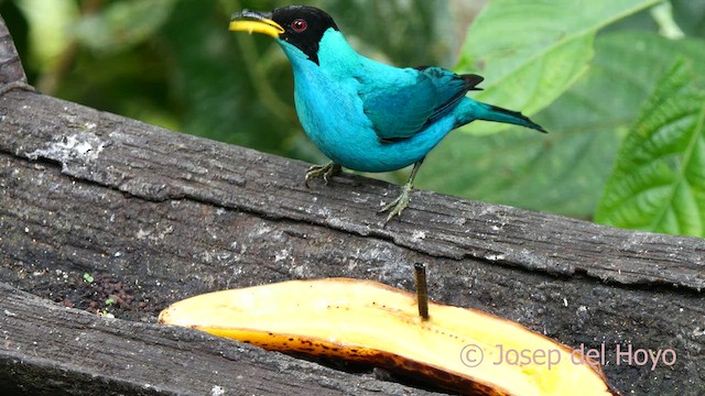 Green Honeycreeper - ML623036605