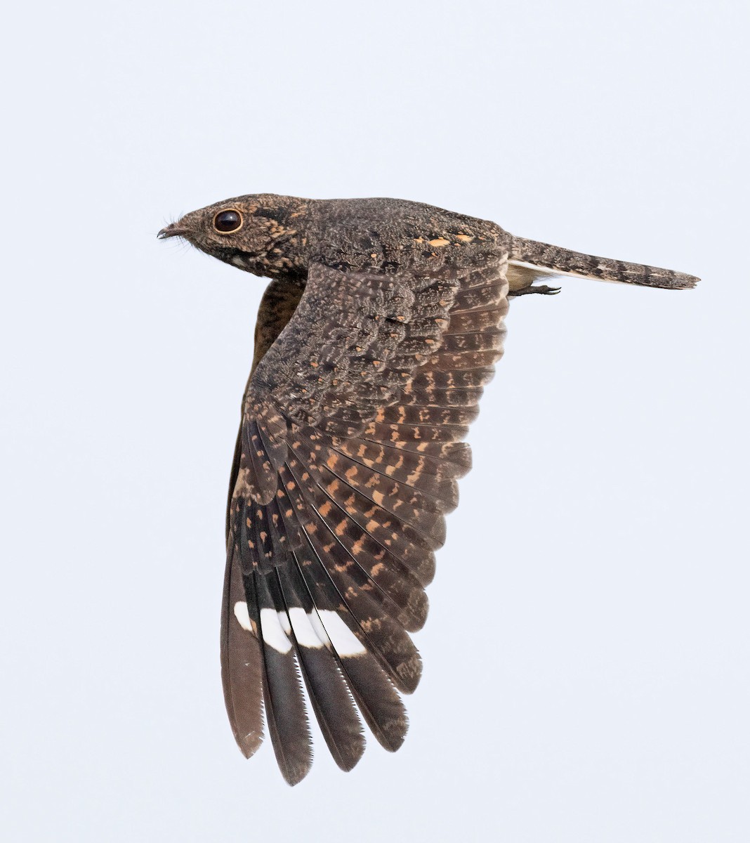 Savanna Nightjar - ML623036607