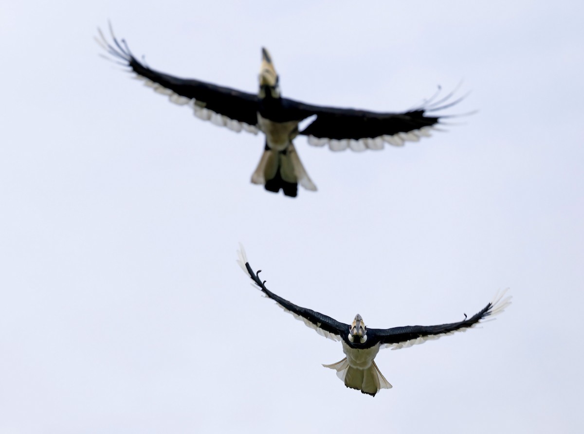 Oriental Pied-Hornbill - ML623036609