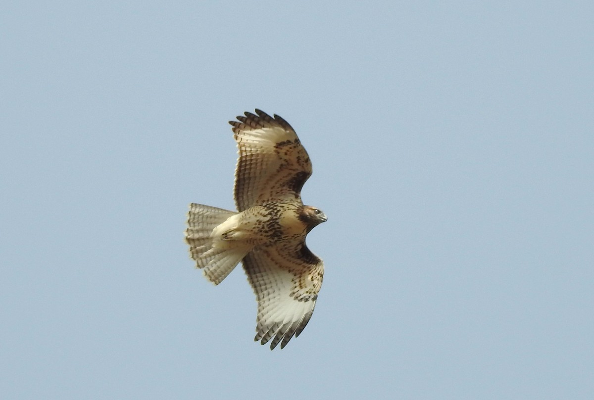 Red-tailed Hawk - ML623036630