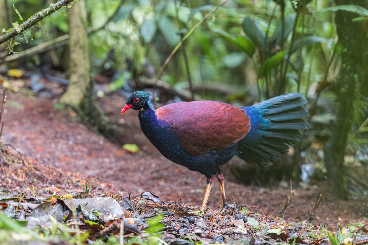 Pheasant Pigeon - ML623036640