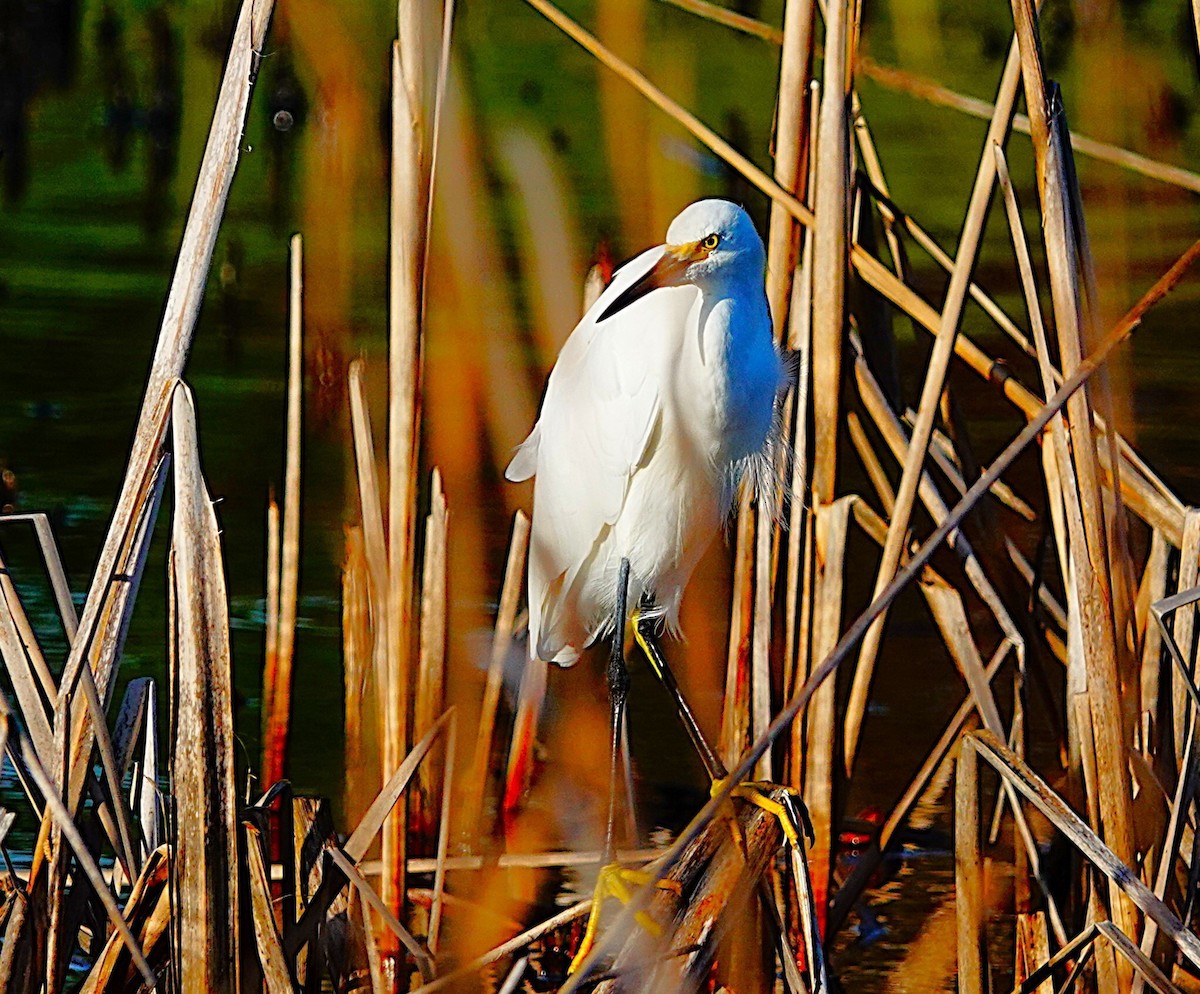 Snowy Egret - ML623036649