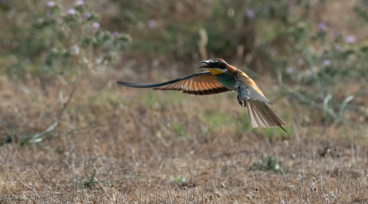 European Bee-eater - ML623036855