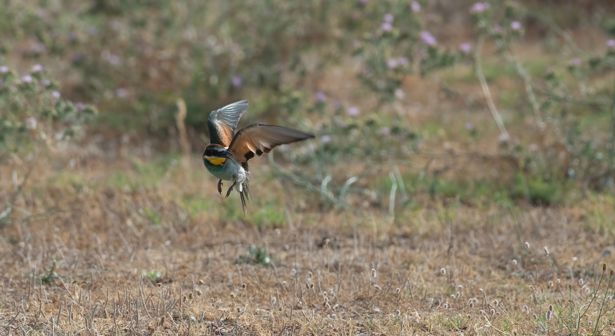 European Bee-eater - ML623036856