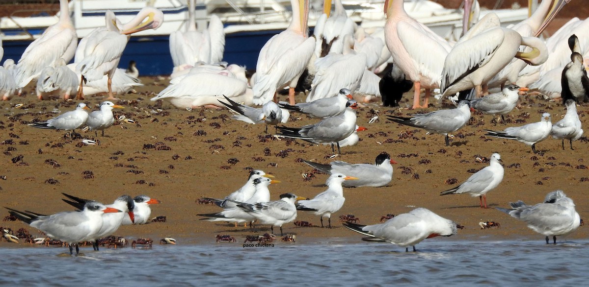 West African Crested Tern - ML623036900