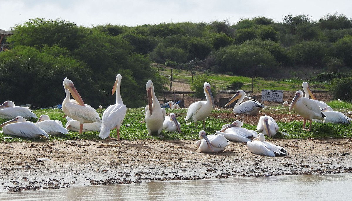 Great White Pelican - Paco Chiclana