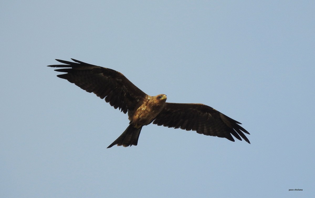 Black Kite (Yellow-billed) - ML623036916