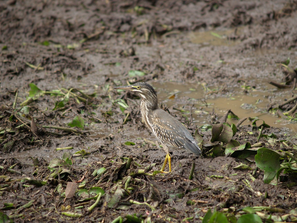 Striated Heron - ML623036921