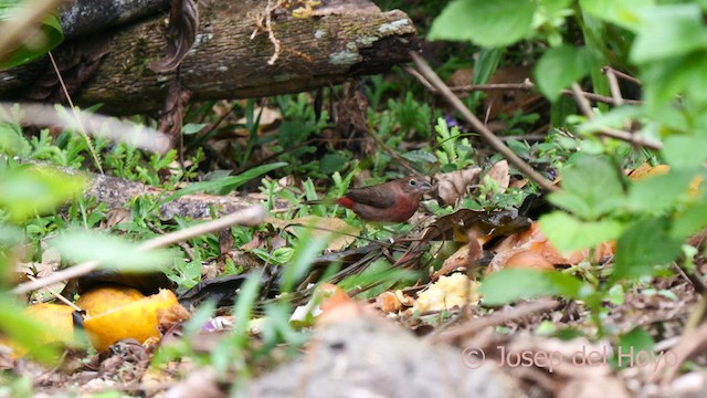 Red-crested Finch - ML623036937