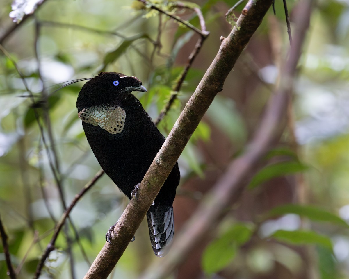 Western Parotia - ML623036981