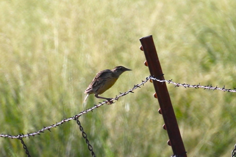 Chihuahuan Meadowlark - ML623037048