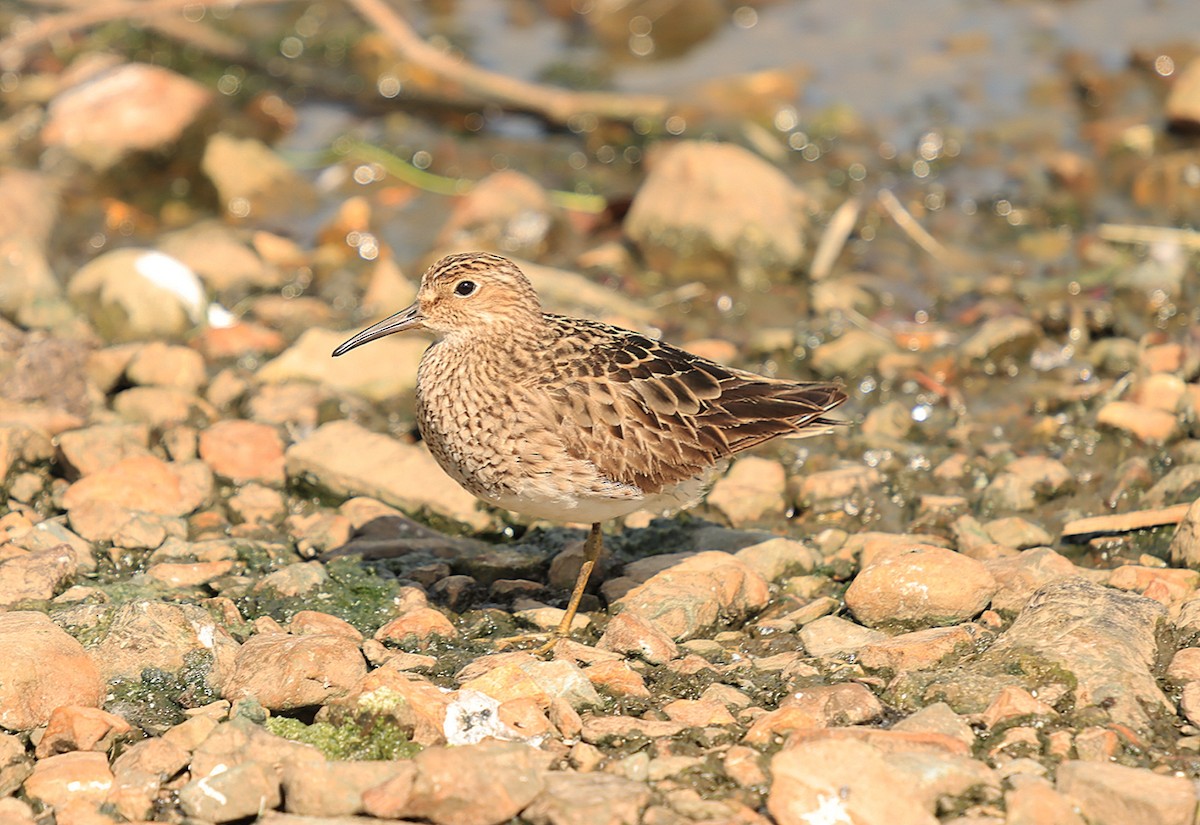 Pectoral Sandpiper - ML623037086