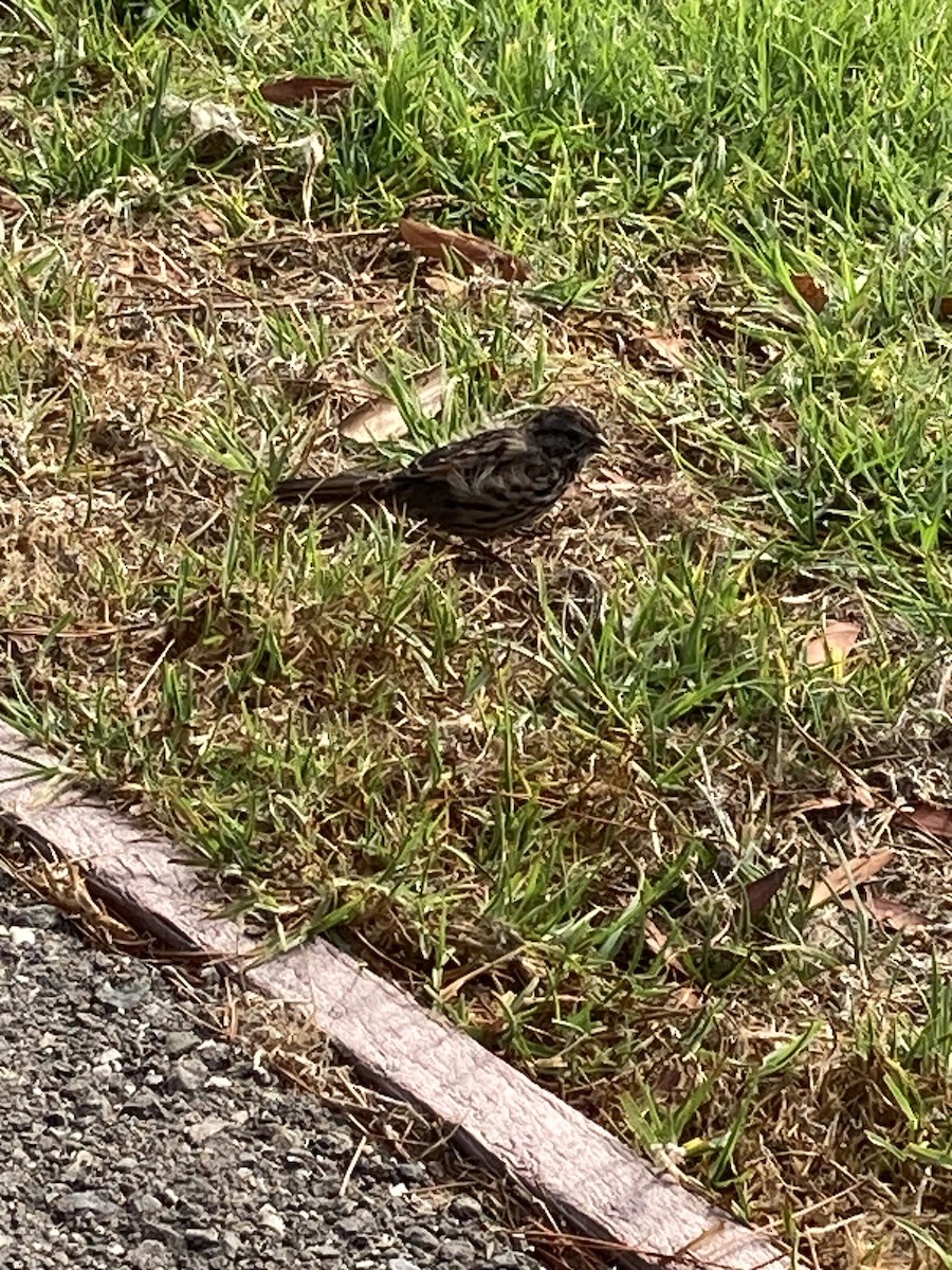 Song Sparrow - ML623037092