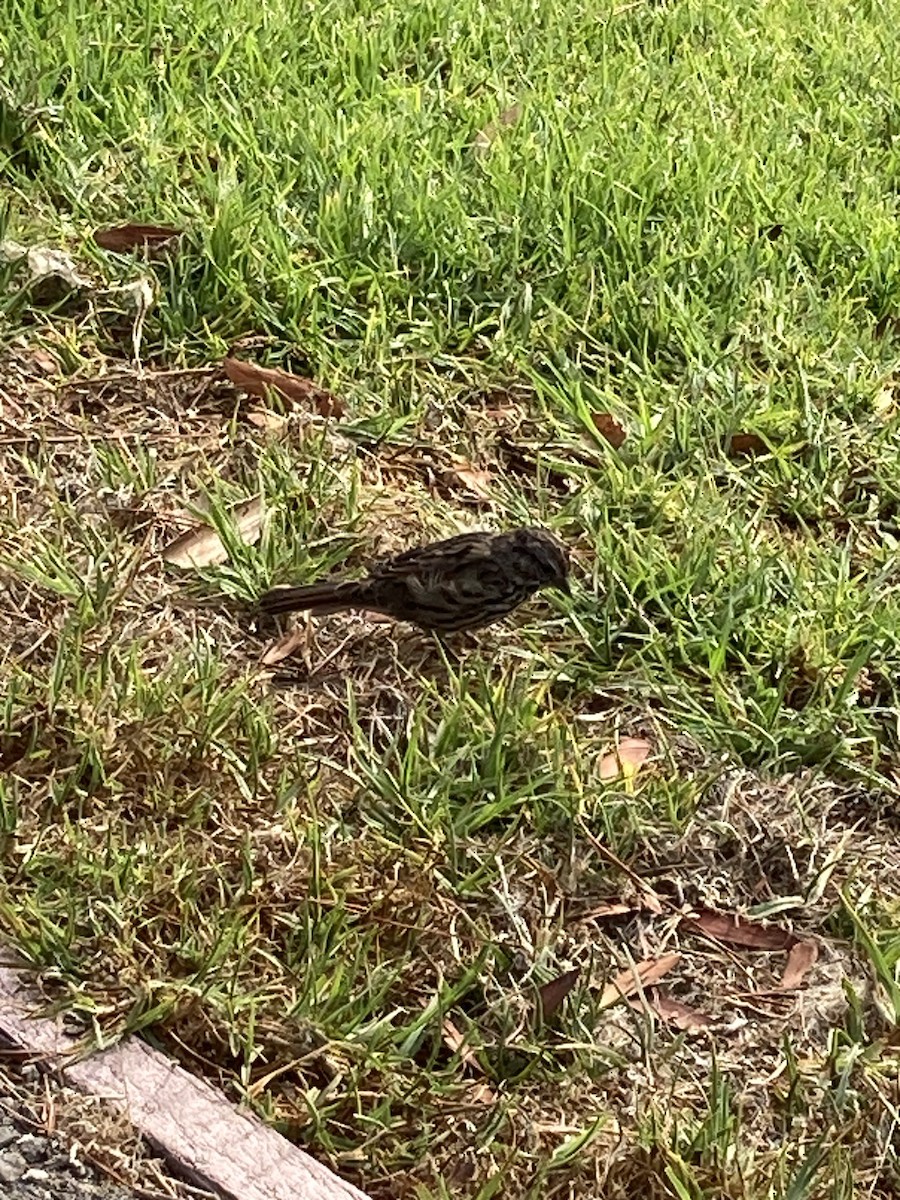 Song Sparrow - ML623037093