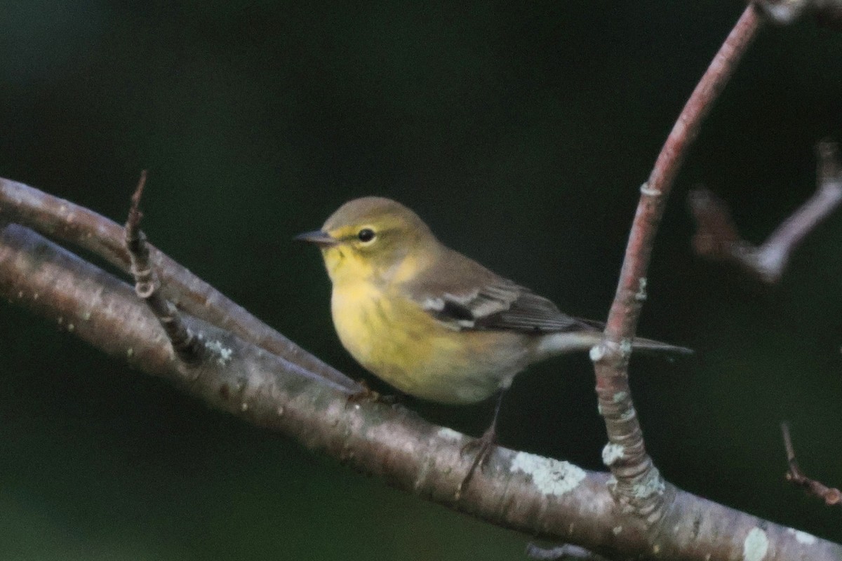 Pine Warbler - ML623037101