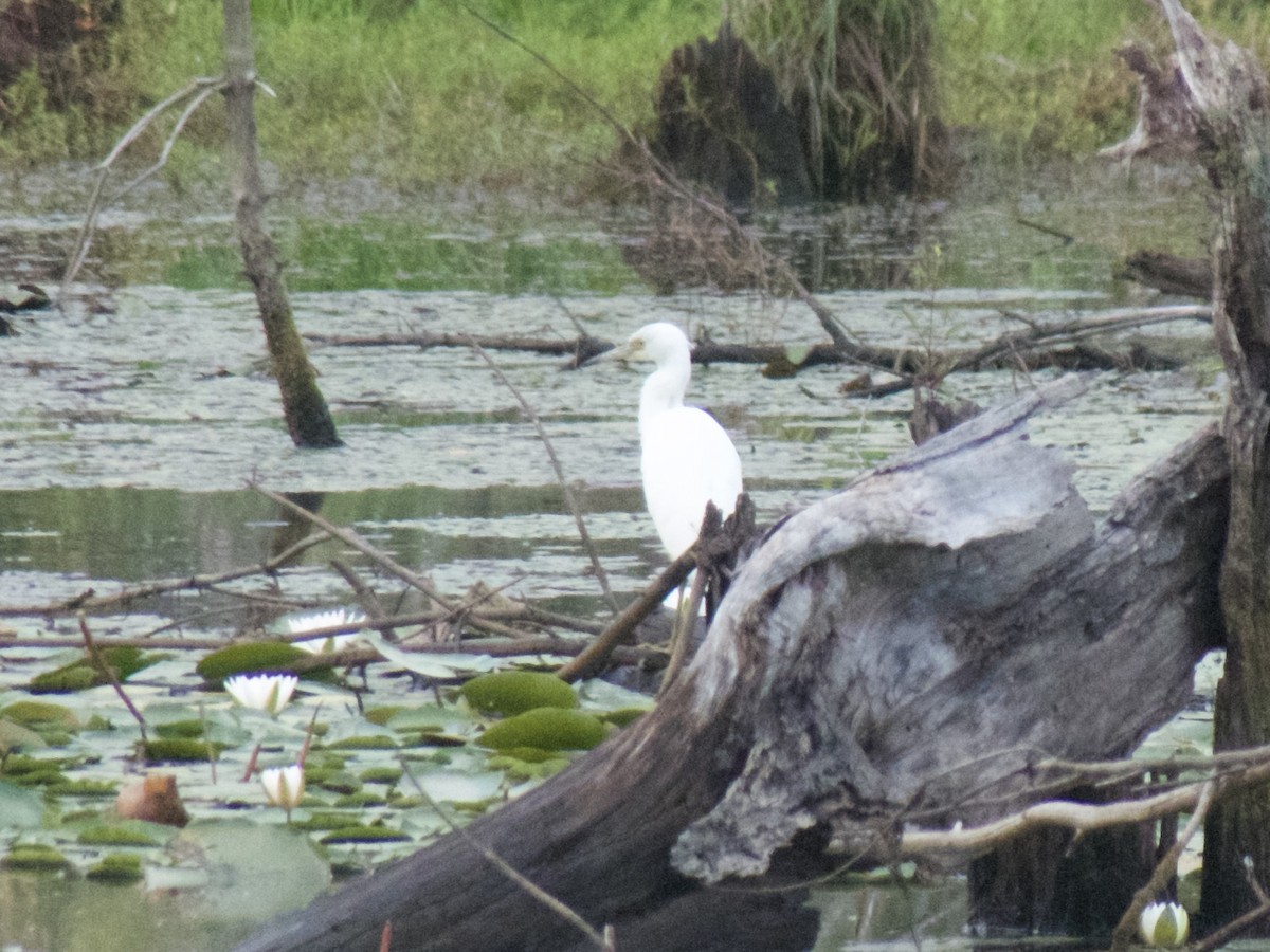 Little Blue Heron - ML623037111