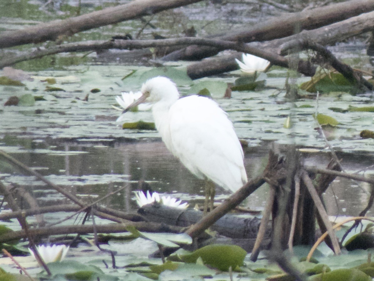 Little Blue Heron - ML623037113