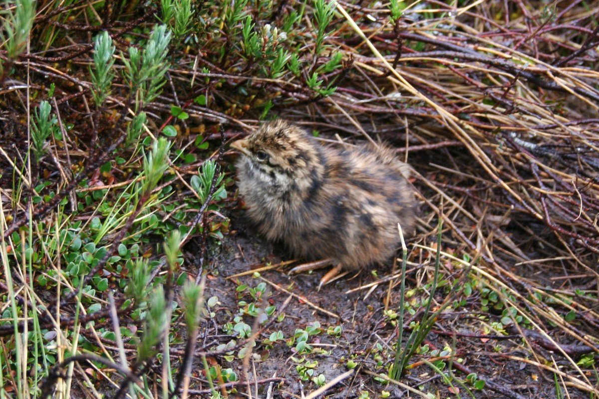 Snow Mountain Quail - ML623037126