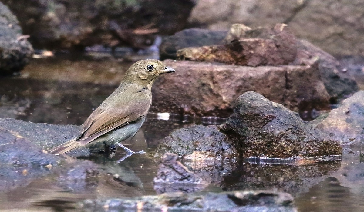 Brown-winged Schiffornis (Amazonian) - ML623037227