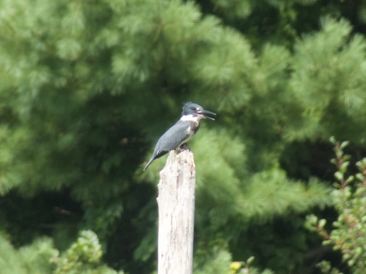 Belted Kingfisher - ML623037237