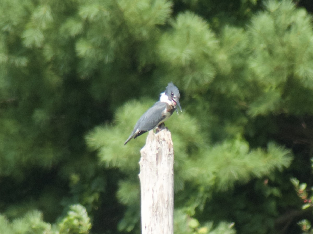 Belted Kingfisher - ML623037238