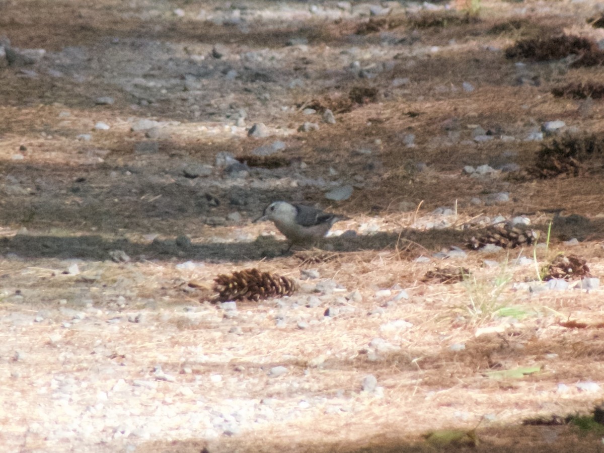 White-breasted Nuthatch - ML623037241