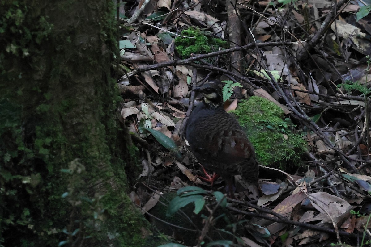 Taiwan Partridge - ML623037246