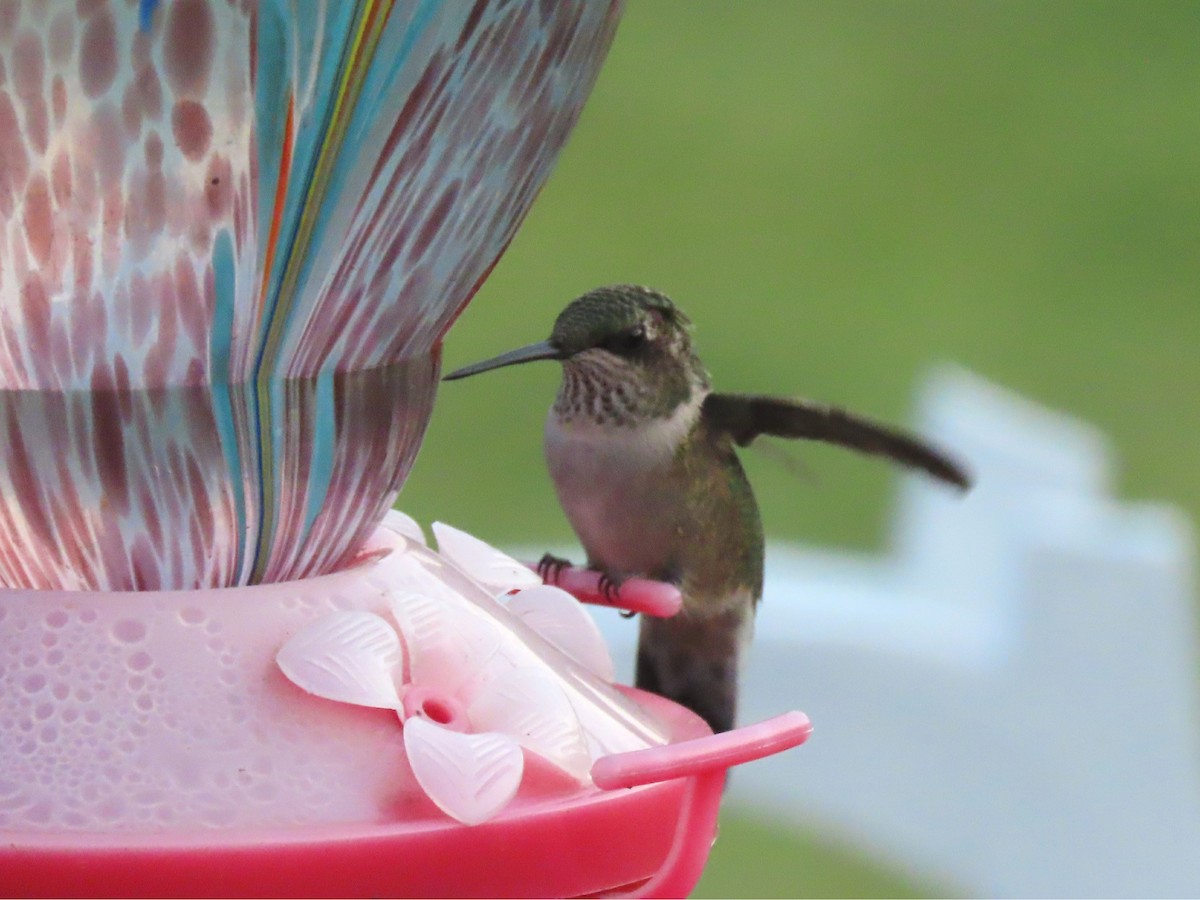 Ruby-throated Hummingbird - ML623037271