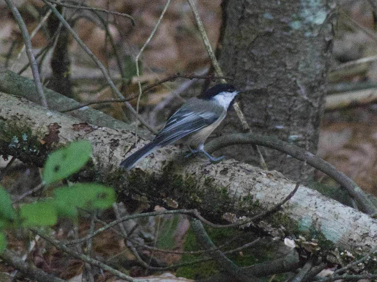 Black-capped Chickadee - ML623037272