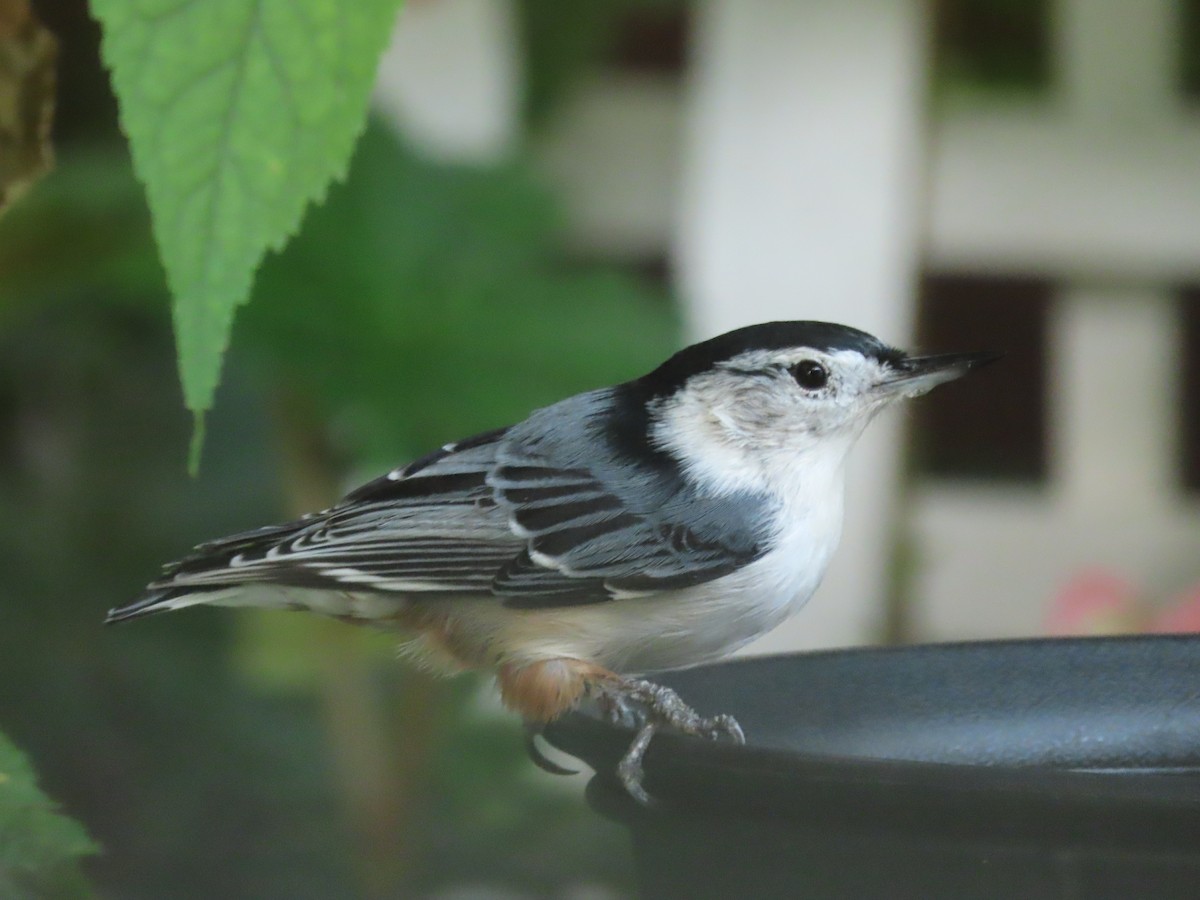 White-breasted Nuthatch - ML623037279