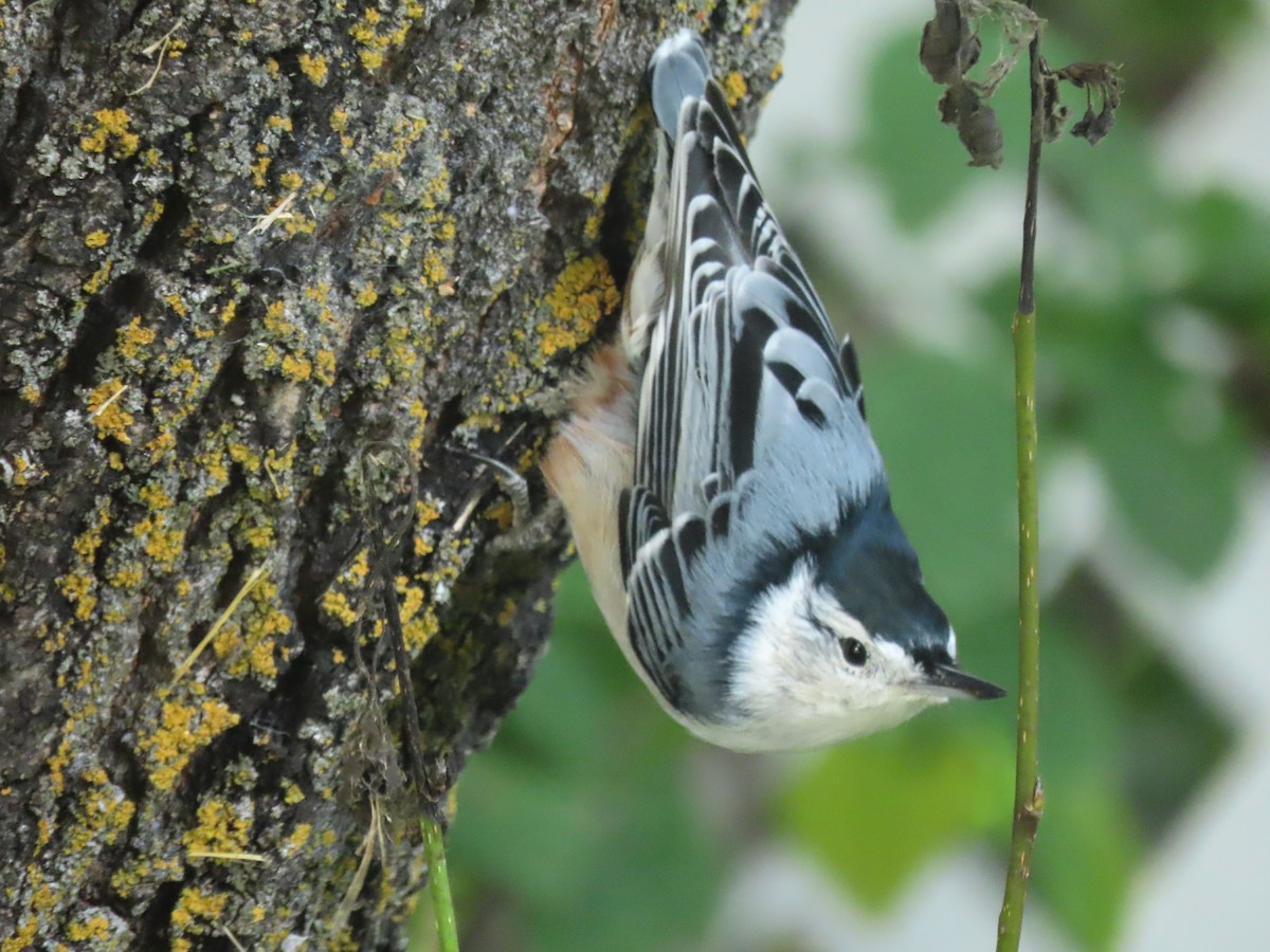 White-breasted Nuthatch - ML623037280