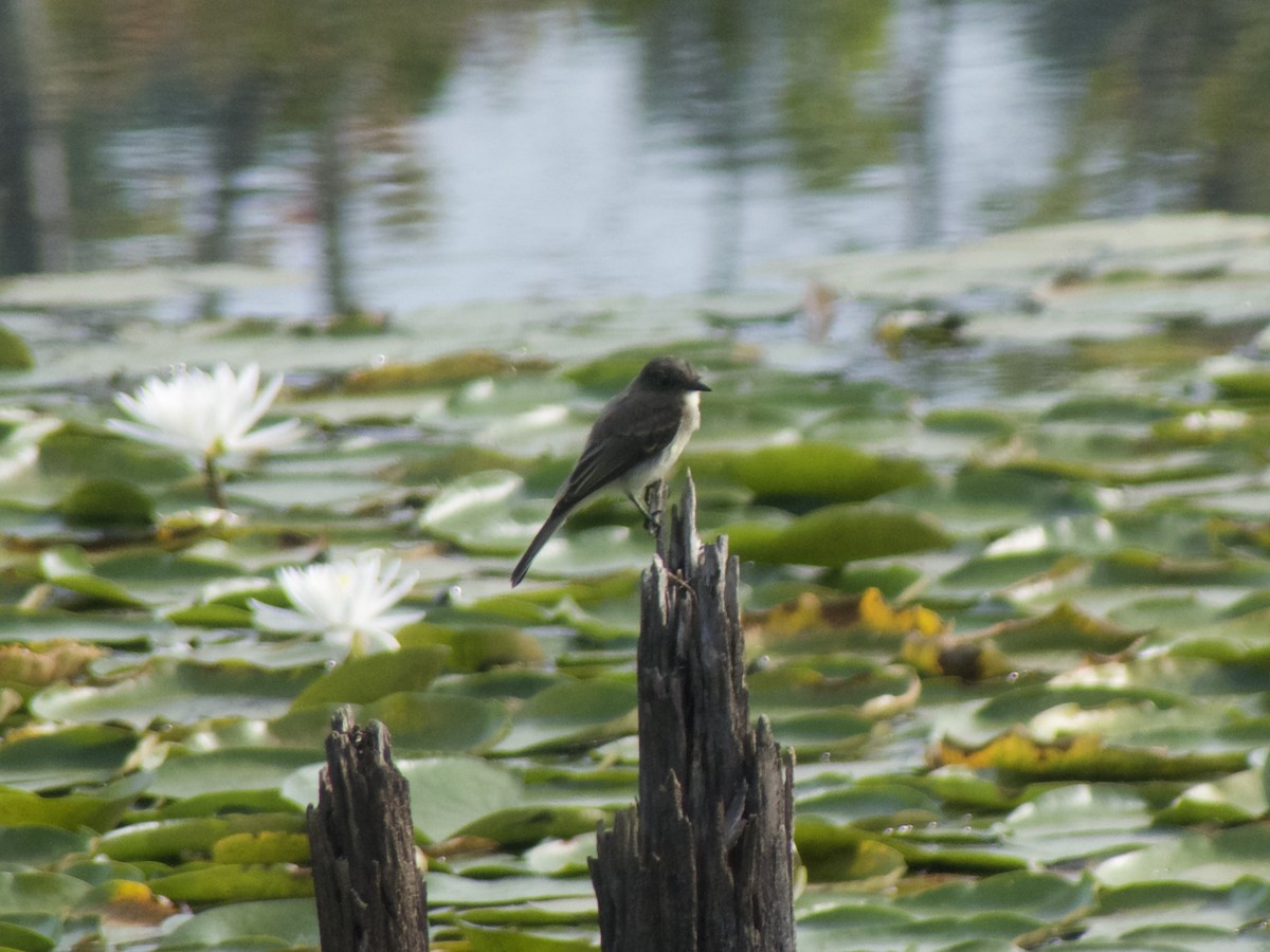 Eastern Phoebe - Adam Gerhart