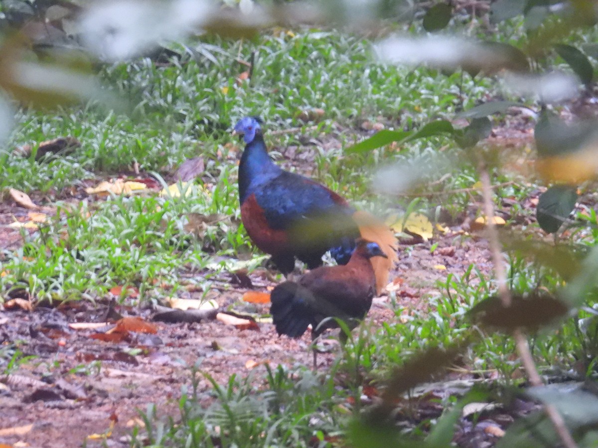 Bornean Crested Fireback - ML623037284