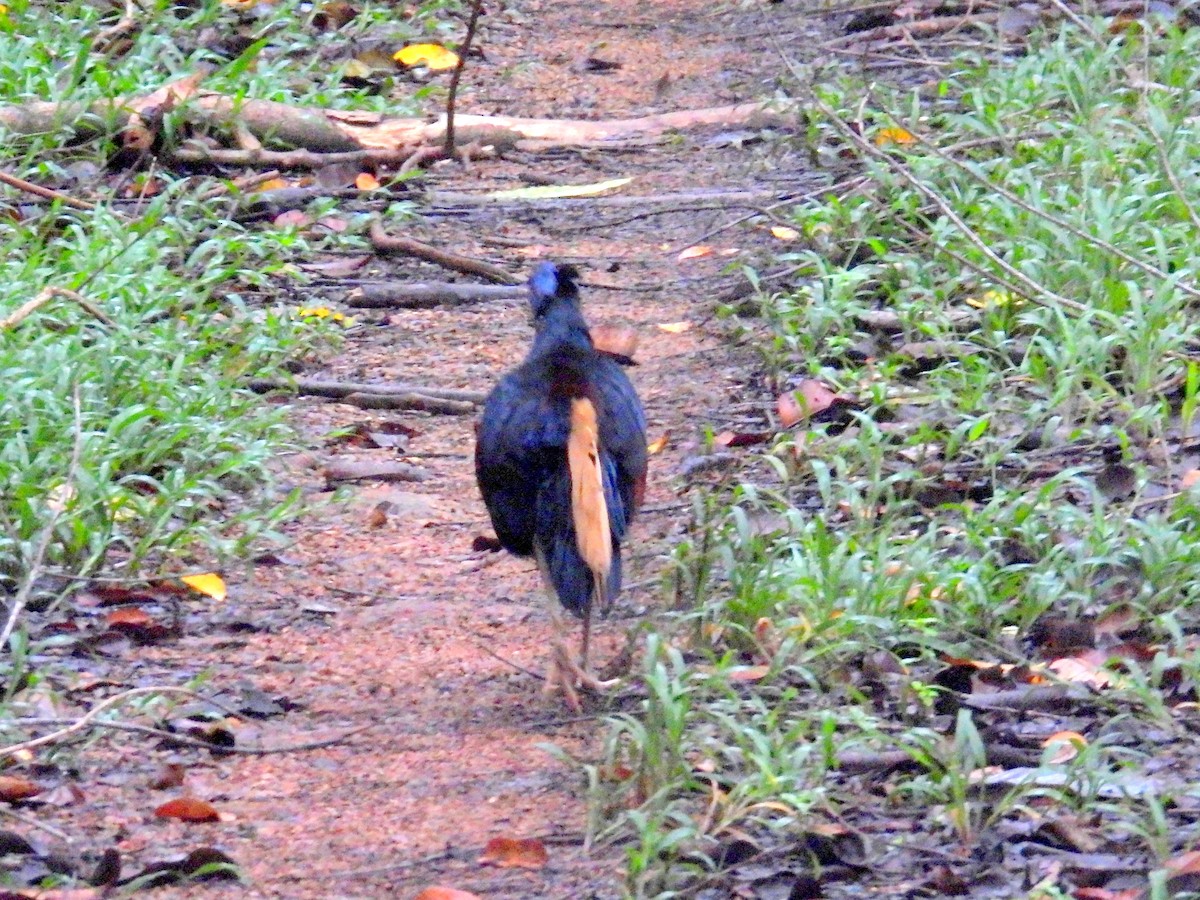 Bornean Crested Fireback - ML623037285