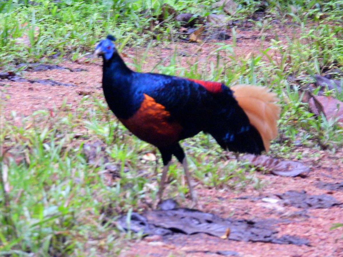 Bornean Crested Fireback - ML623037286