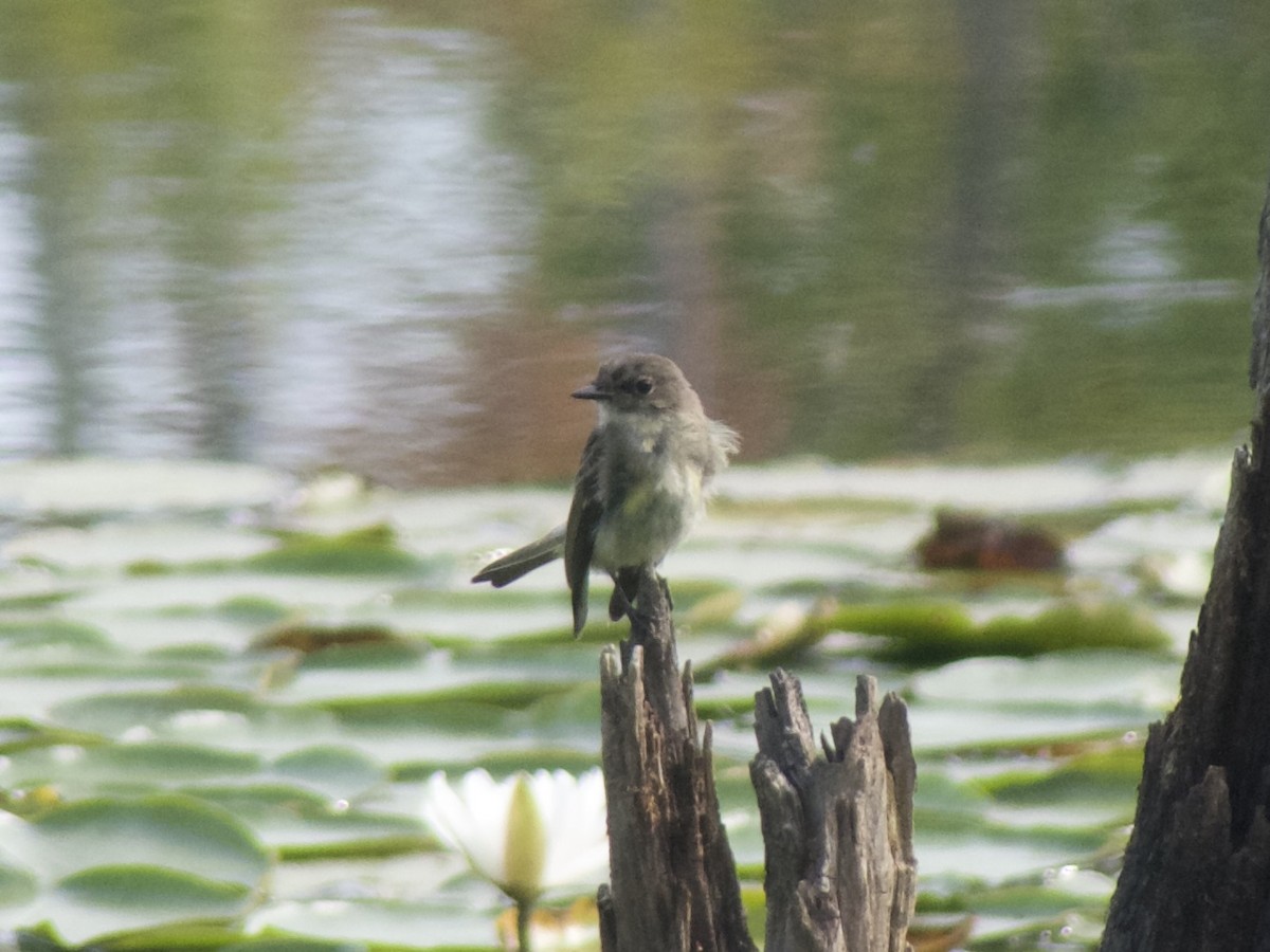 Eastern Phoebe - ML623037318