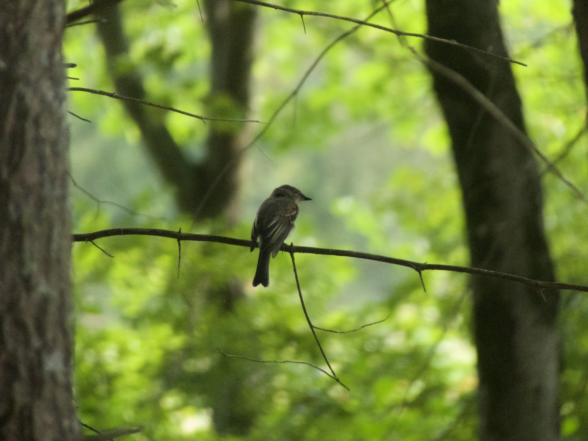 Eastern Wood-Pewee - Adam Gerhart