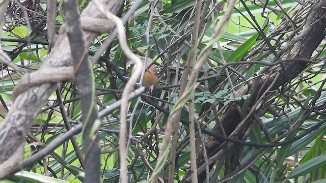 Tawny-bellied Babbler - ML623037438