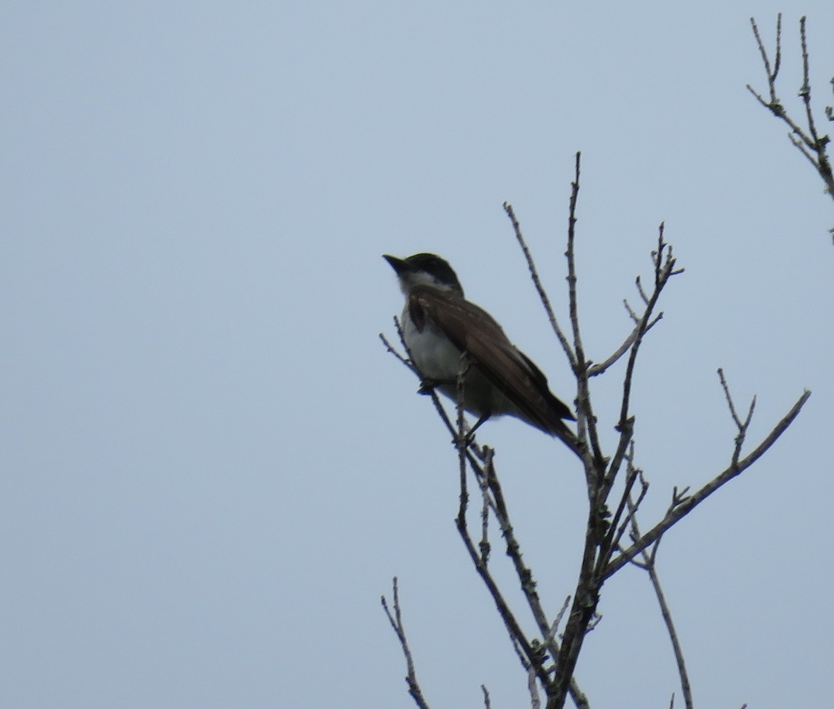 Eastern Kingbird - James Asmuth