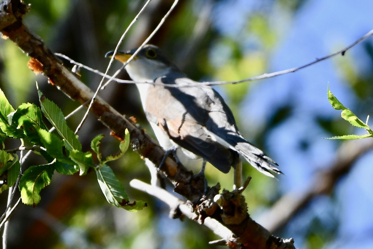 Yellow-billed Cuckoo - Anonymous User