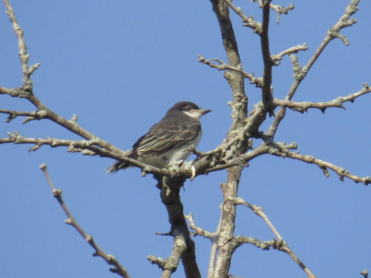 Eastern Kingbird - Mark Kosiewski