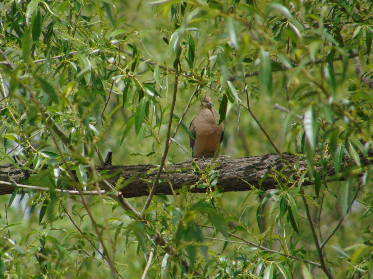 Mourning Dove - ML623037607