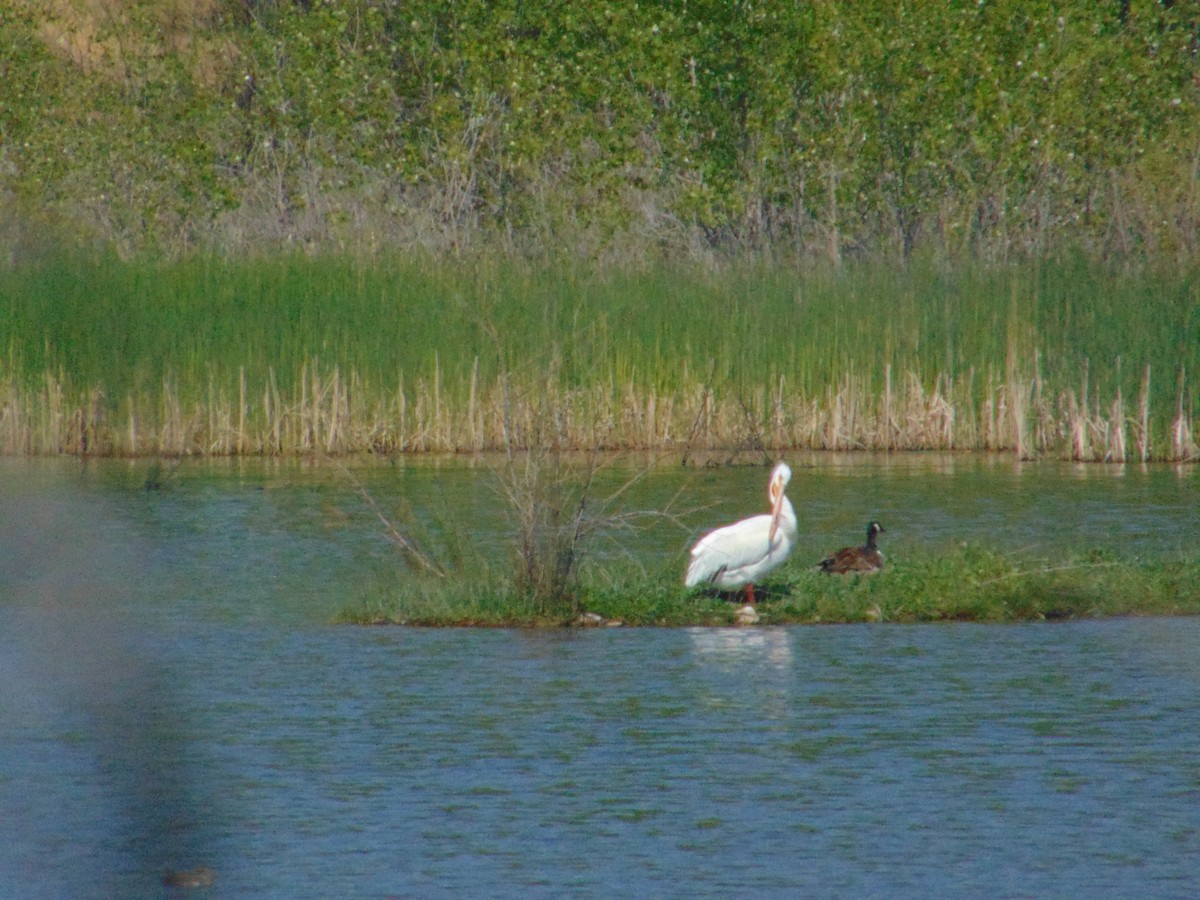 American White Pelican - ML623037611