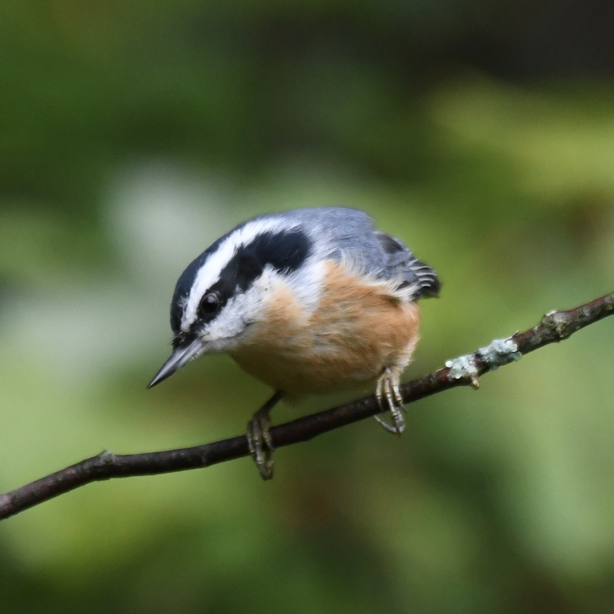 Red-breasted Nuthatch - ML623037788