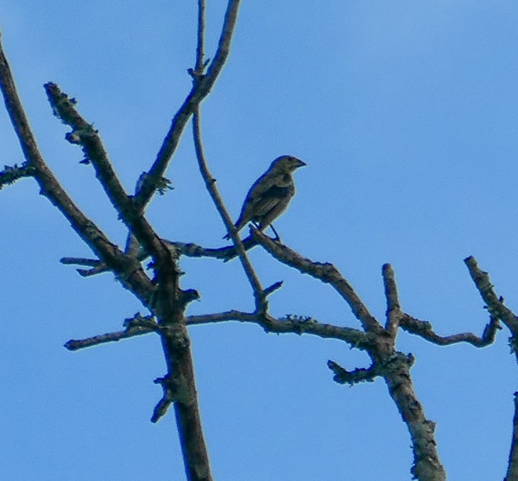 Brown-headed Cowbird - ML623037838